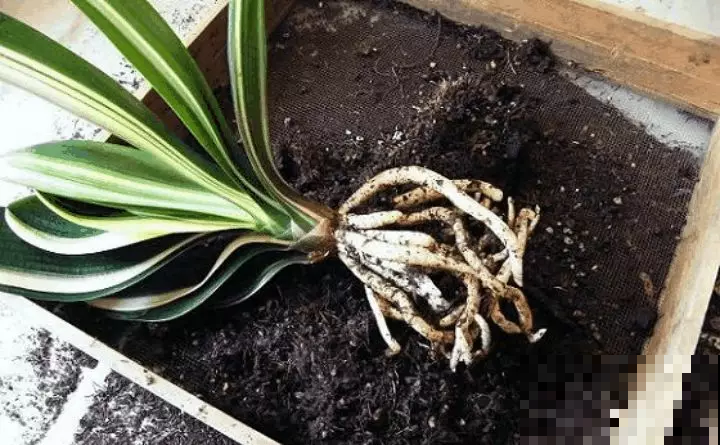 这3种花，秋天喂饱了，长得油绿壮实好过冬！