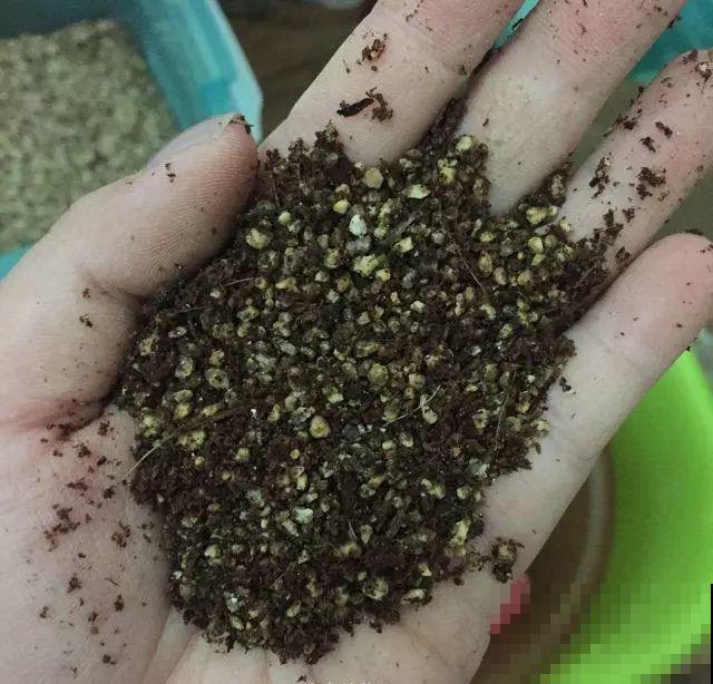 扦插正是好时候，1盆变10盆，还能分给邻居！