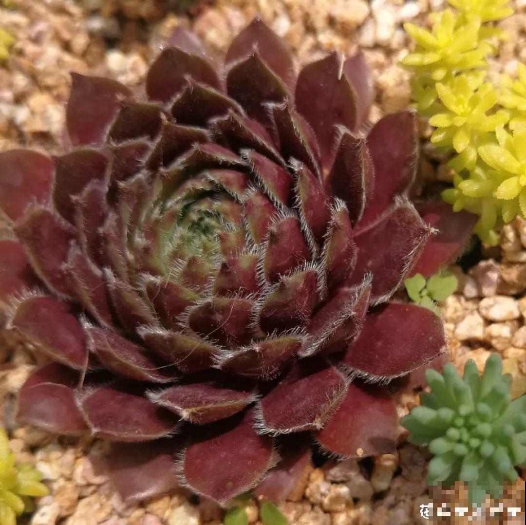 适合秋天养的10种多肉，抗冻又好养，太阳一晒红彤彤！