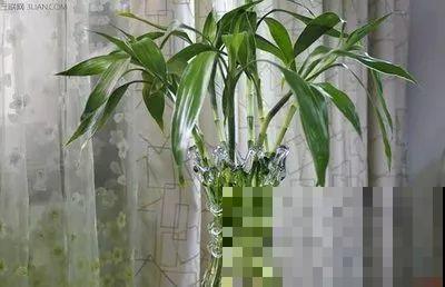 这6种寓意好的花，剪根枝就能活，摆在家里超养眼！