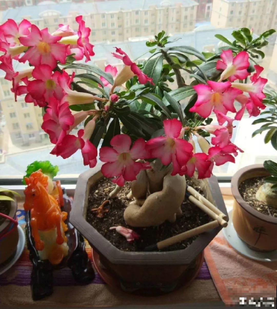 客厅养的耐旱花，30天不浇水，照样精神又气派！