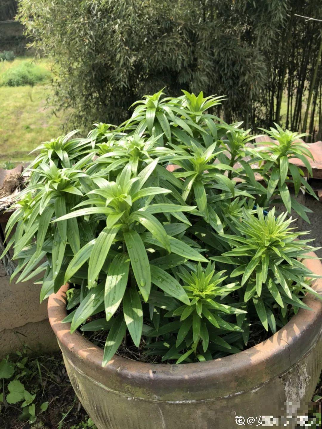 周末回农村，捡几个老物件养花，竟然特别上档次！