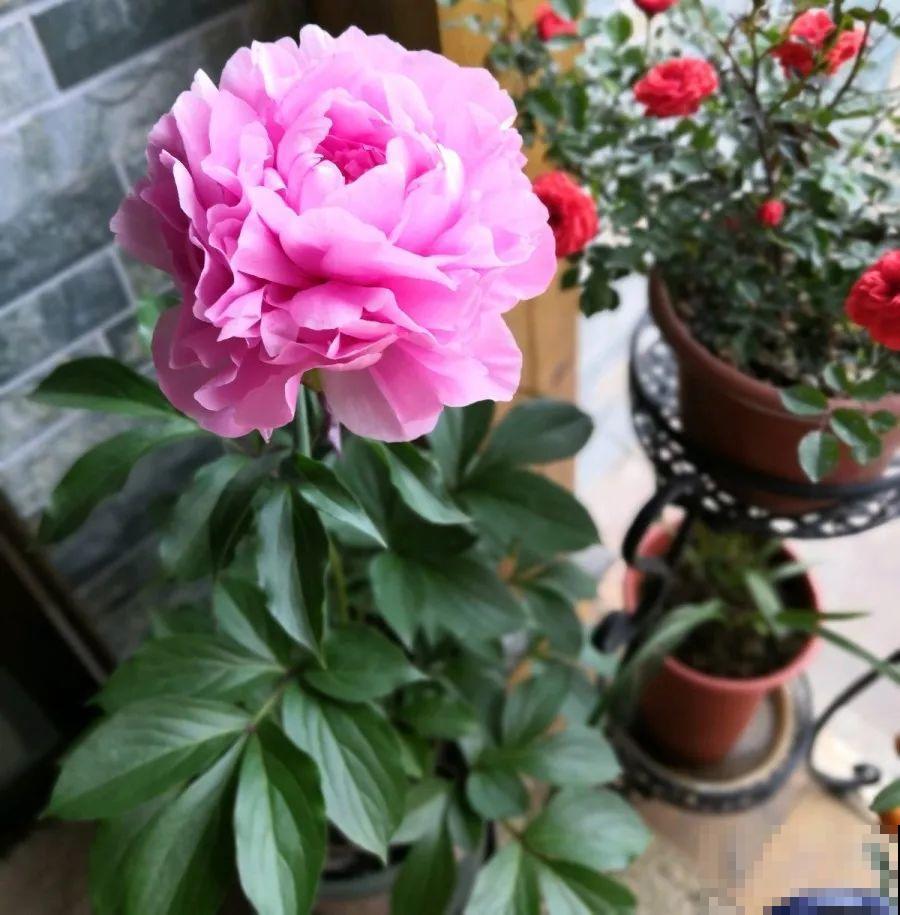 这4种花，就得大盆种，盆越大根越粗，越长越旺盛！