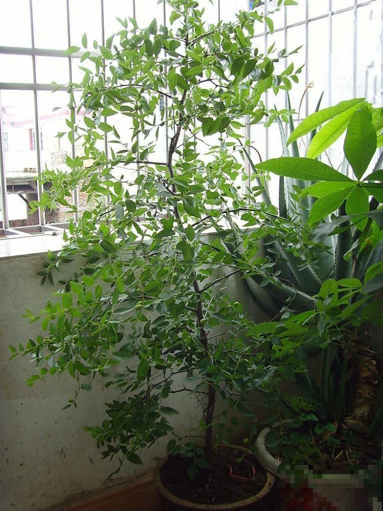 大枣不用买，在家种枣树，不仅结果子，关键还省钱！