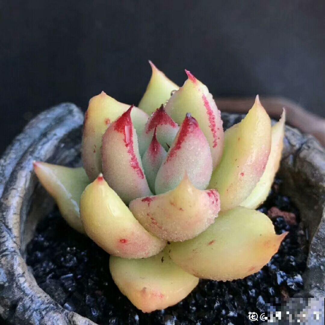 多肉浇水要看这，别把自己搞晕了，免得没养胖反而烂根！
