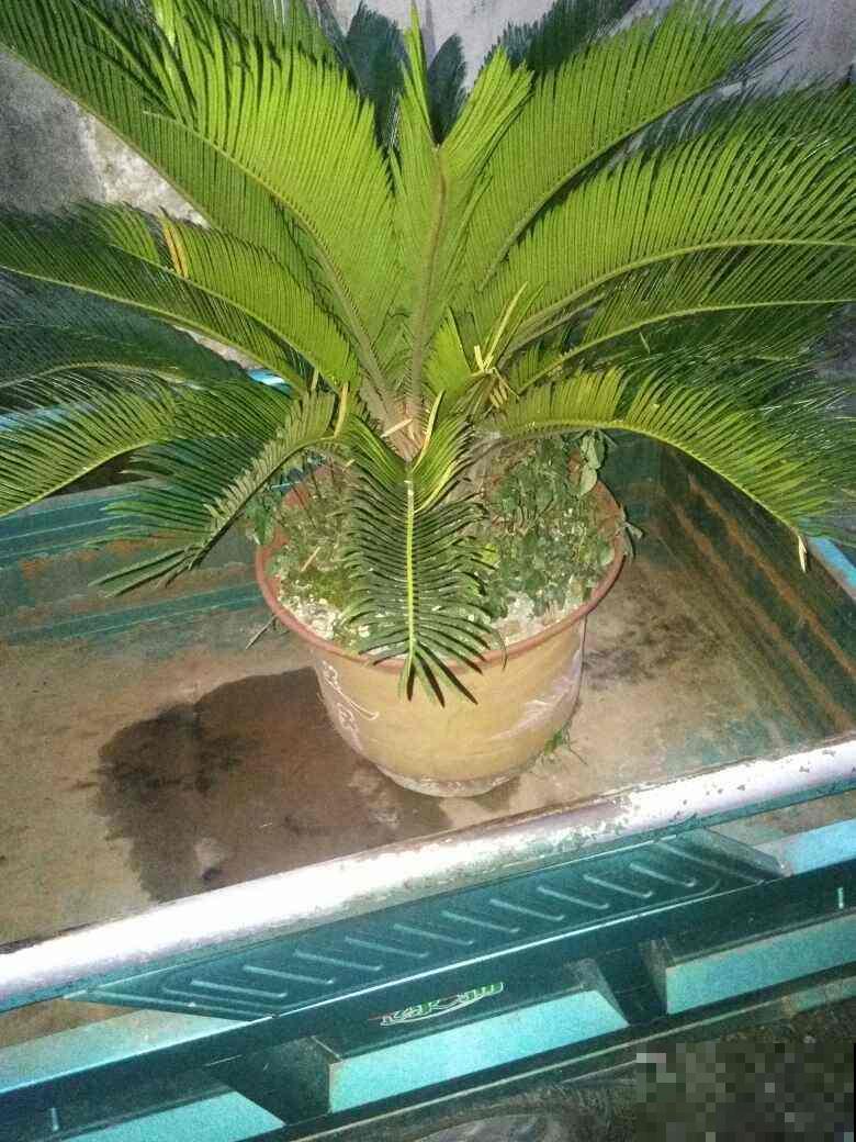 铁树怎么养？给予光照多晒太阳，养到它开花不是问题