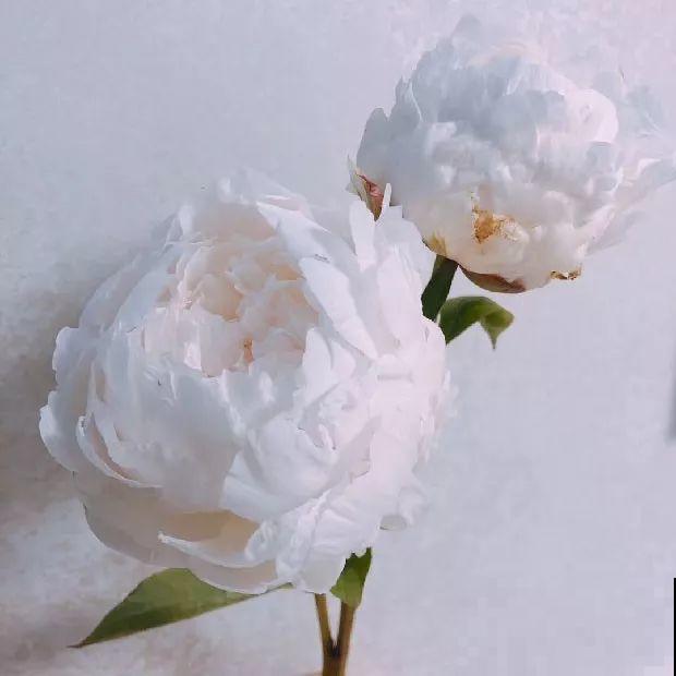 这花就得秋天种，富贵又吉祥，晚了全年不开花！