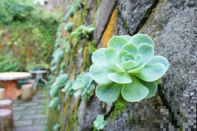 除了忘记浇水就是浇水太多？常见植物的浇水方法，看完赚大了