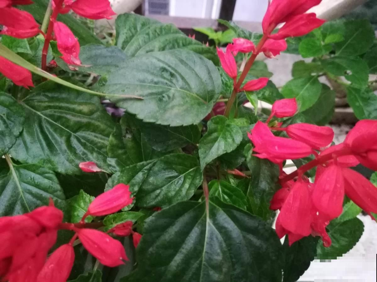 一夜入秋冷得要命，家里的花咋养才能平安？学会这招就行！