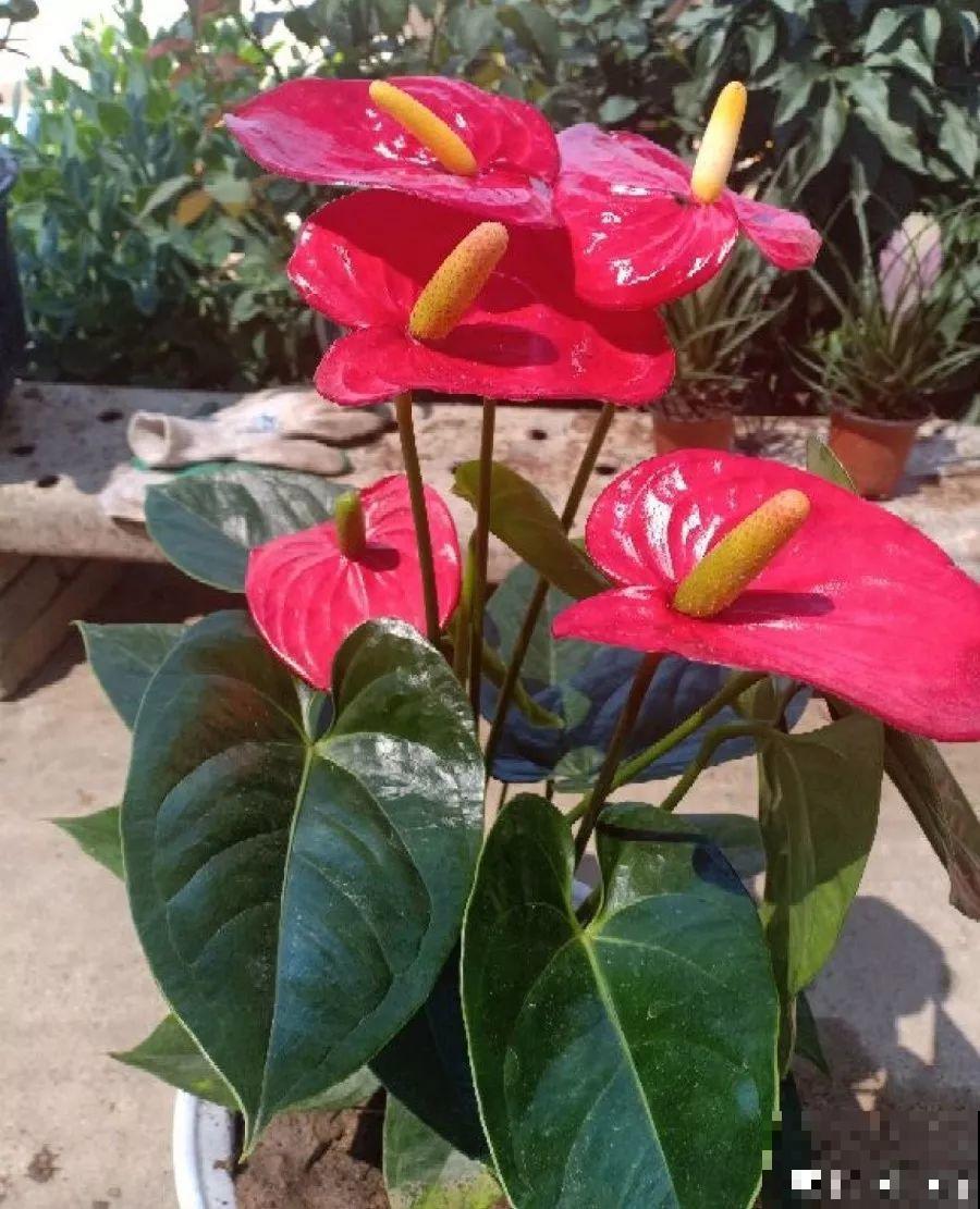 一朵花开了10个月，老妈非说是假花，幸好没拔！