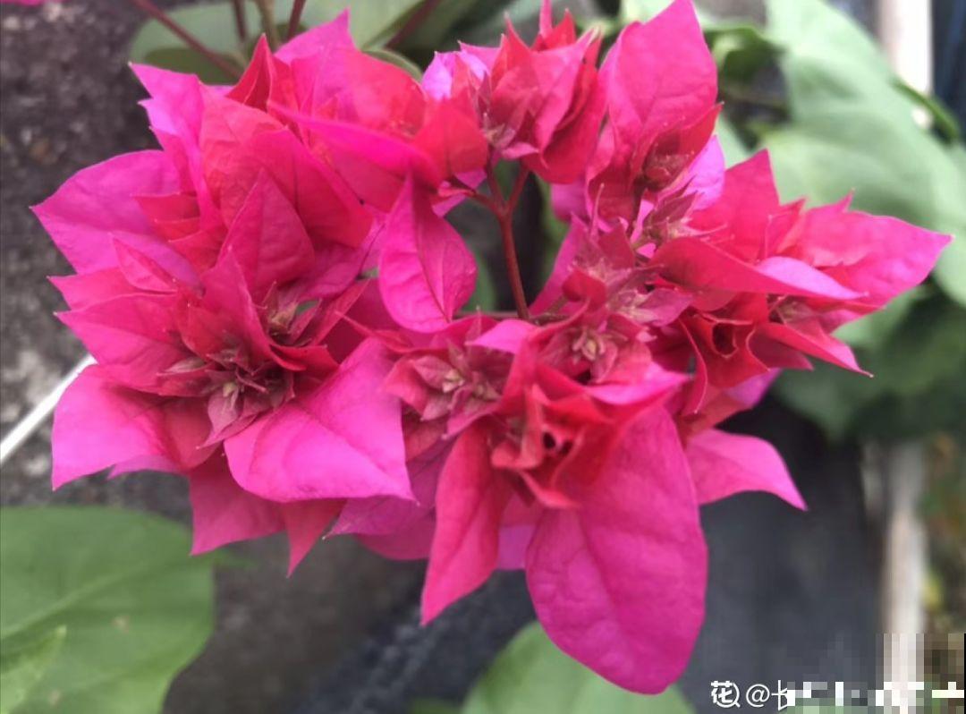 三角梅不开花？旱它15天，花苞蹭蹭往外冒！