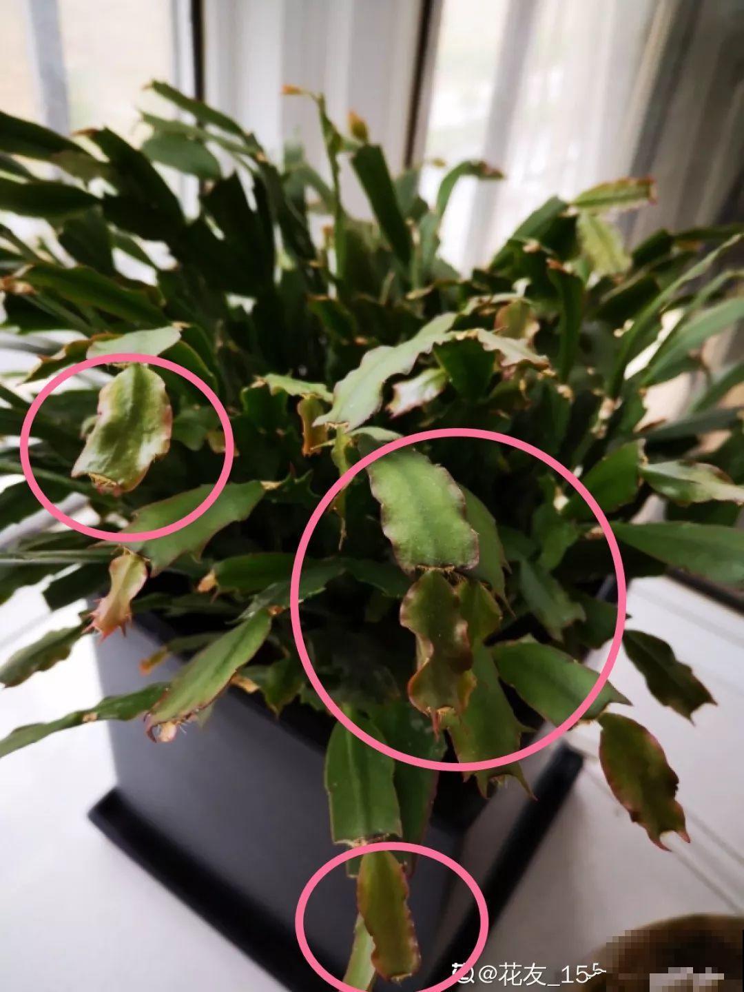 这8种夏天的休眠的花，秋天一醒就长个，满盆窜花苞！