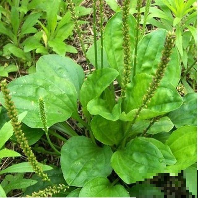 野外这杂草春天能赏叶，秋天挖出来能卖大价钱，你家门口就有！