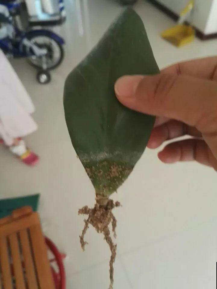这6种寓意好的花，剪根枝就能活，摆在家里超养眼！