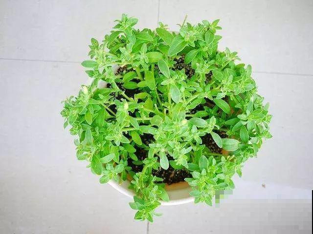 9月给天竺葵剪个短发，过冬前就能窜叶子，明年春天开成大花球！