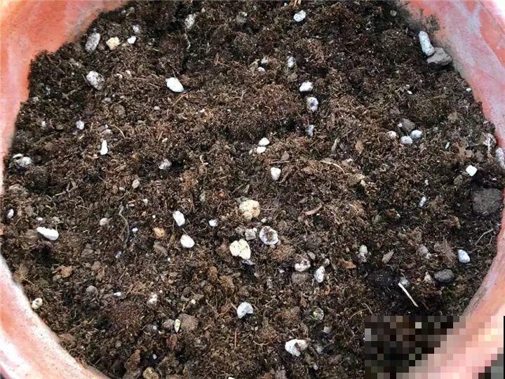 防盗窗上养这花，1个月开成花海，邻居都看花眼！