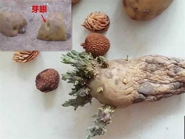 发芽的菜扔水里，15天长一桶，全家乐开花！