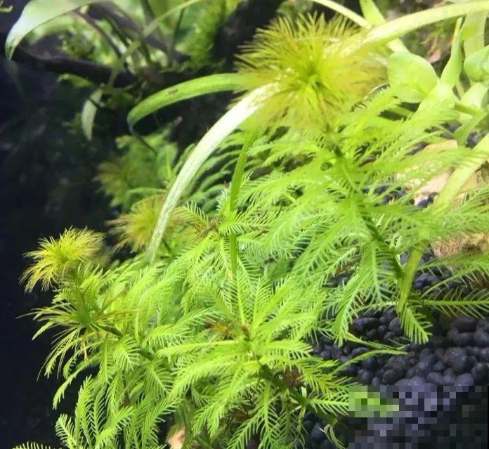 比铜钱草好看百倍的花，7天爆满一大缸，多到家里堆不下！