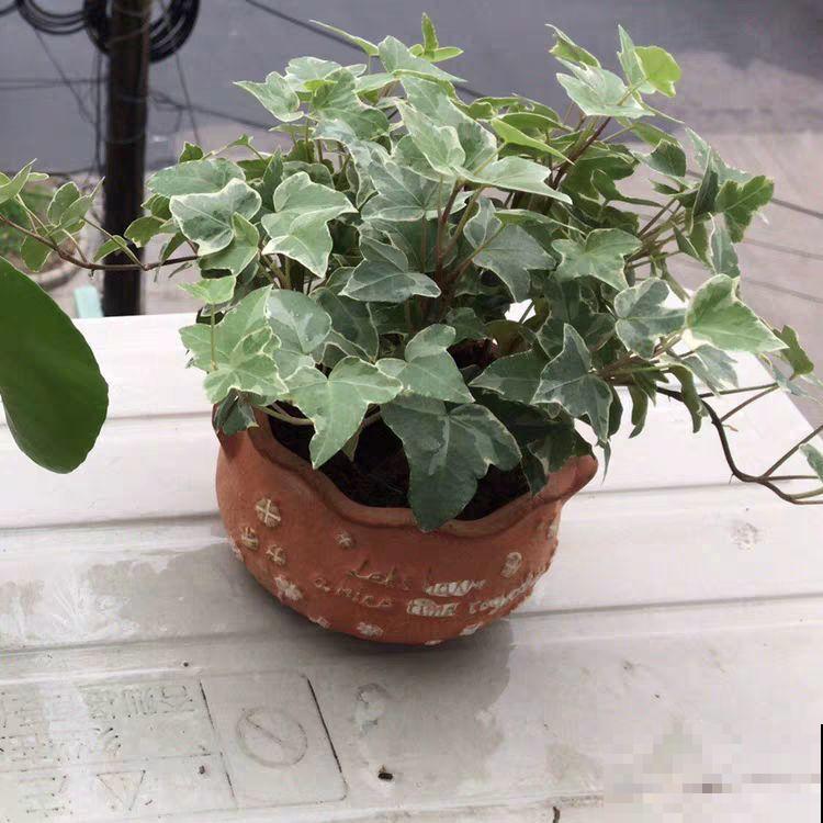 阳台养“银项链”，两周就能发芽，比观花的植物还美！