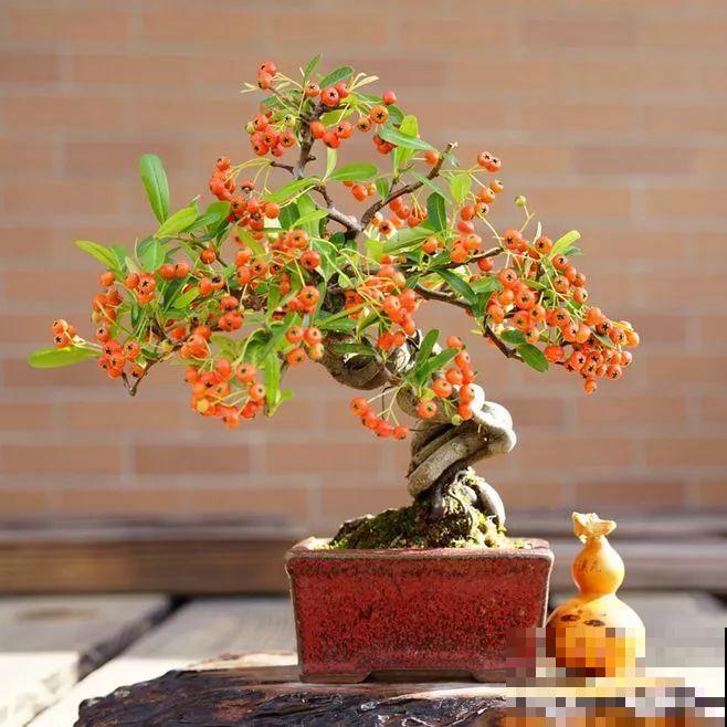 这6种盆景，春夏观花秋冬赏果，越养越值钱！