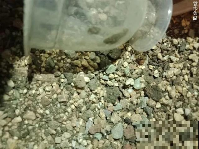 多肉防死6大招，学会养成土肥圆，越老越值钱！