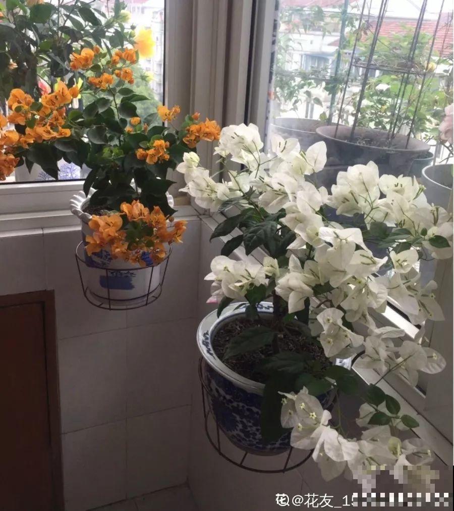 这花就得贱养，摘光叶子，少浇水，开花才会多！