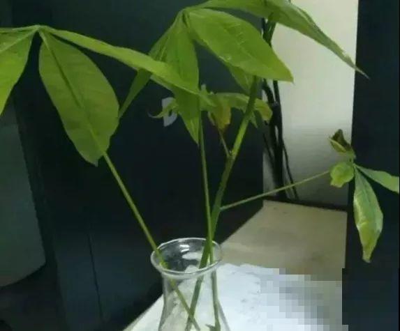 这6种寓意好的花，剪根枝就能活，摆在家里超养眼！