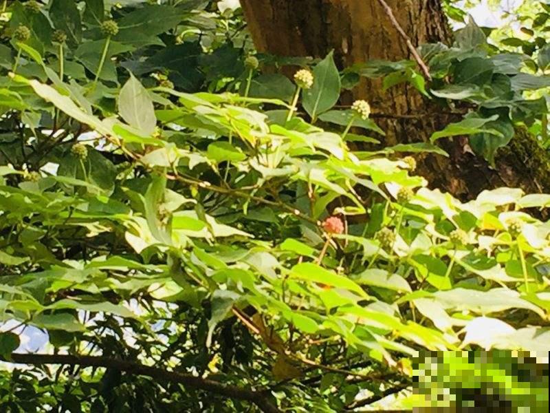 这花真奇怪，四个瓣包一个小绒球，秋天结出一堆小荔枝甜似蜜