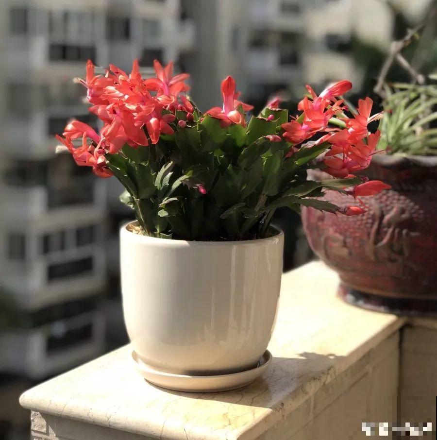 1间房2盆花，一年四季有花看，满屋都飘香！