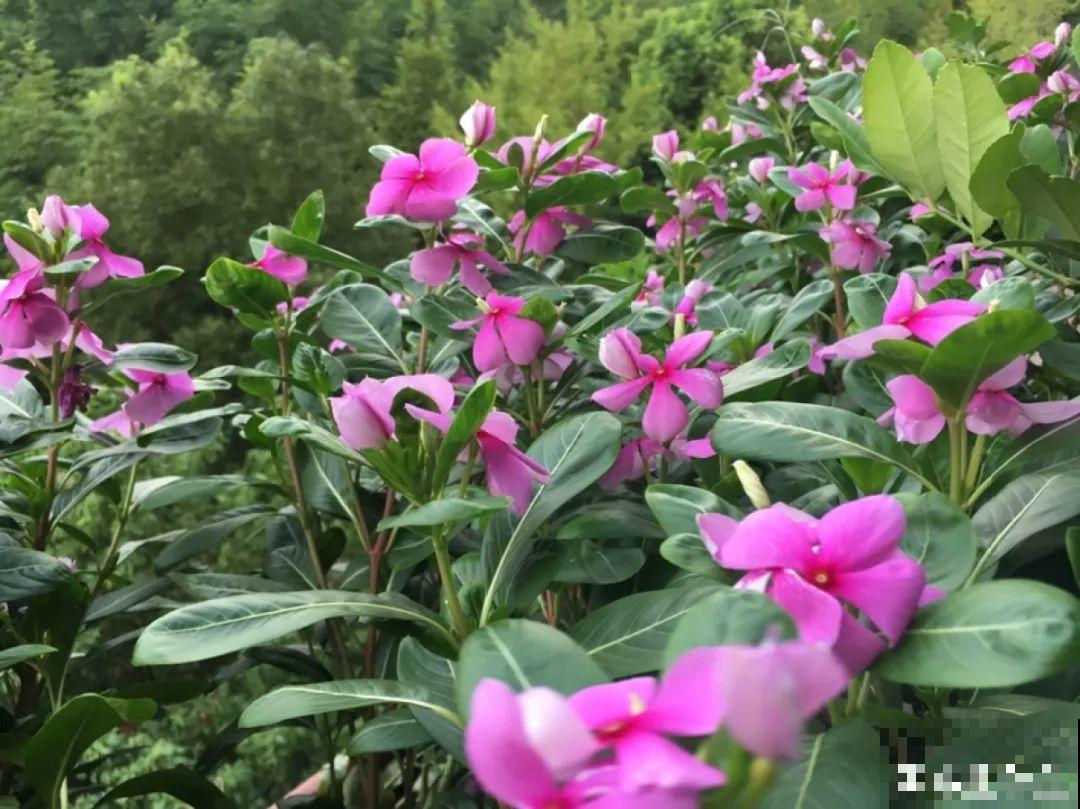 这花用点肥就能开，一茬接一茬，不爱生虫特省事！