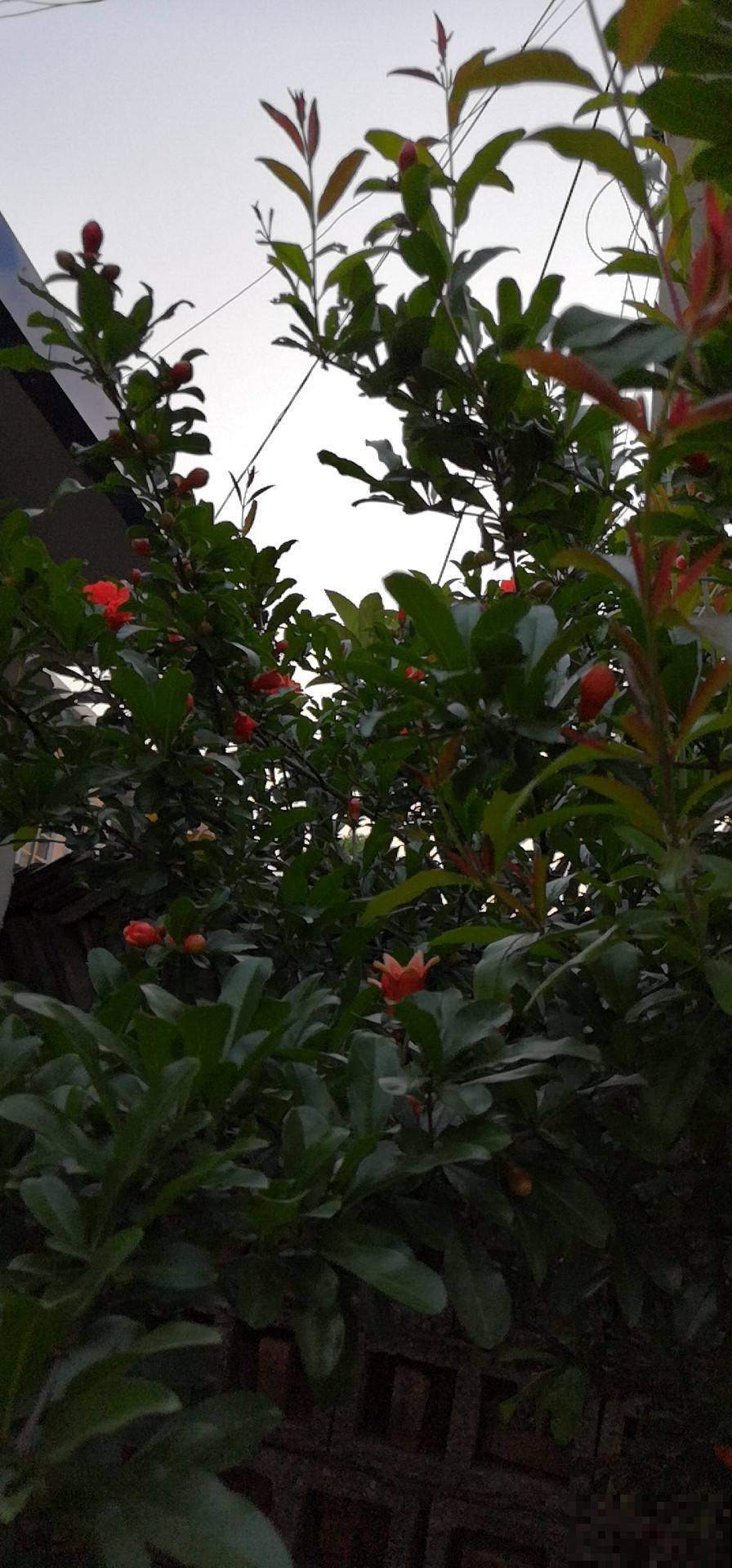 买回来的蝴蝶兰别急着栽，换个大一点的花盆，不然想爆盆都难！
