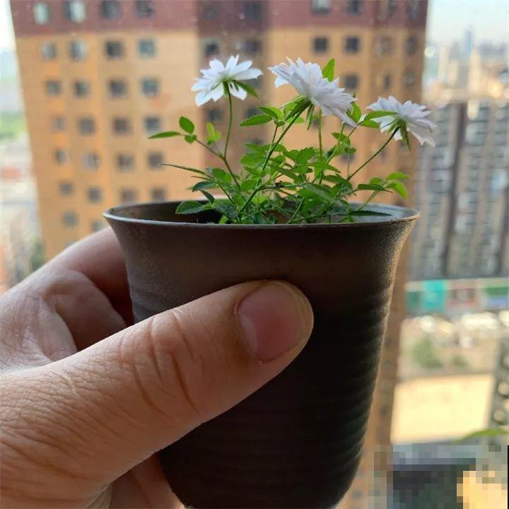 这花叶子长不大，开花只有拇指大小，姐姐反倒乐开花！