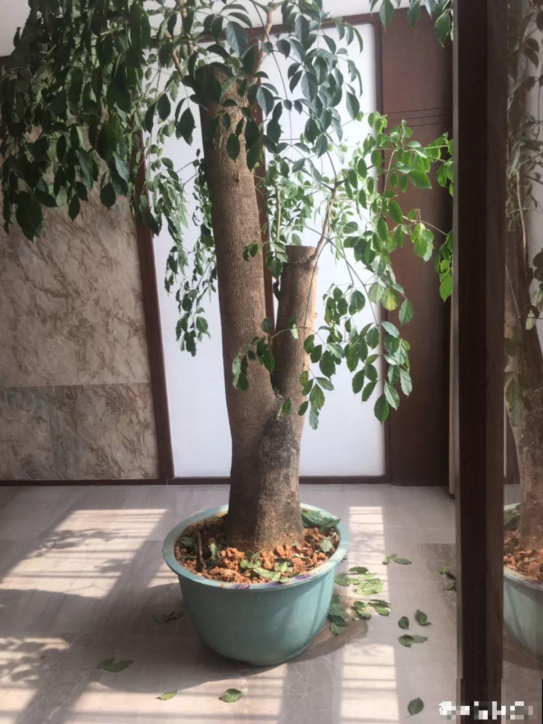 在家养花，这4点得弄明白，不然啥花也能毁在你手里！