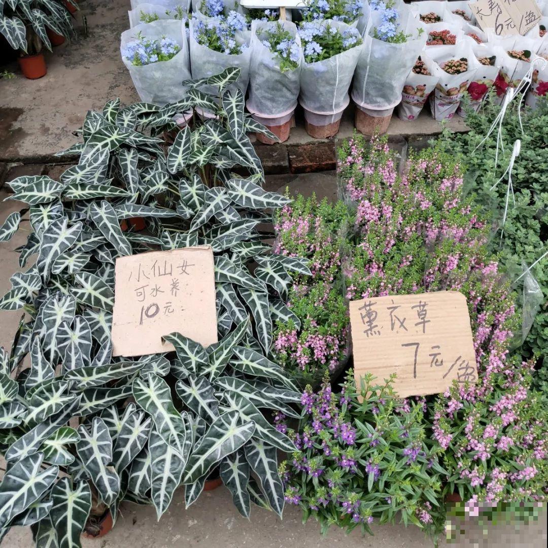 9月份逛花市，这花最好看、最好养，放心抱回家！