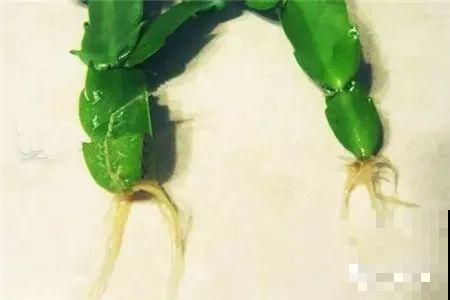 扦插正是好时候，1盆变10盆，还能分给邻居！