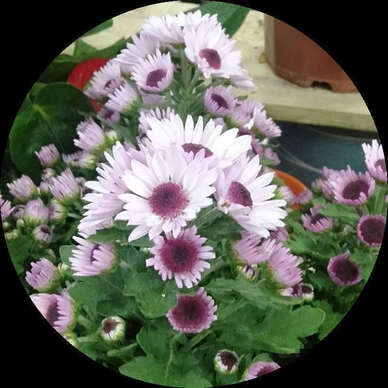 秋天最好养活的花是什么？你只知道菊花，那就太可惜了