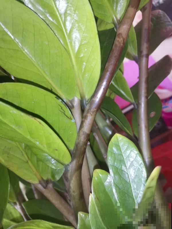 花养着就死了，一定是错了这几步，不知道这几个小技巧太亏了