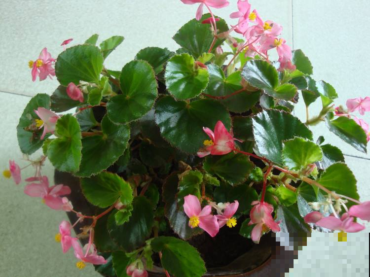 见过花期久的，没见过这么久的，猛开10个月不凋谢的花你养过吗？