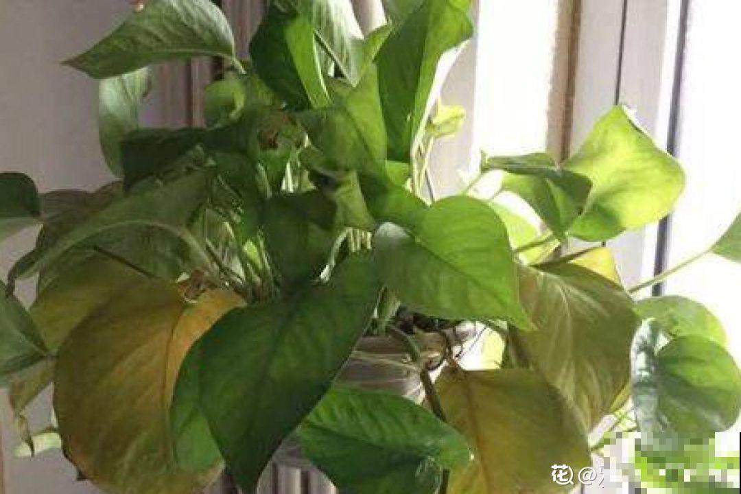 再好养的花也怕冷，放外面一晚上，一不小心变烂草！