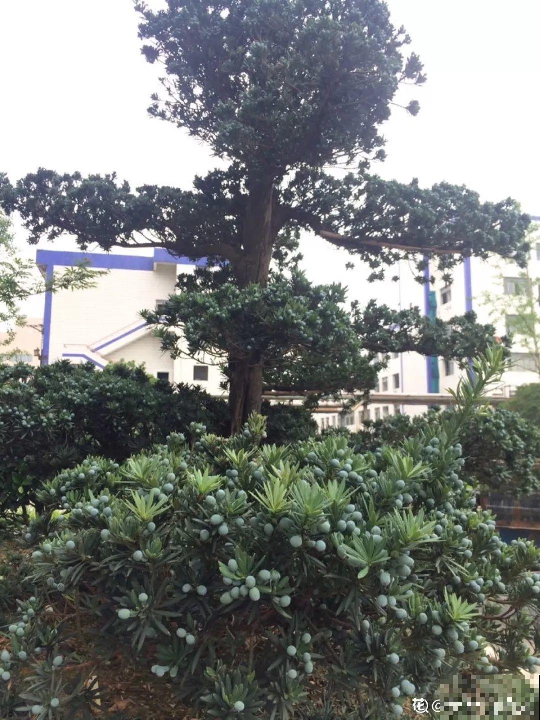家里种棵守家树，夏天乘凉秋天结果，越养越有福气！