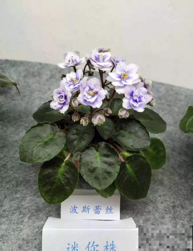 最耐阴的花就是它，光线弱也能开爆盆，越养越上瘾！
