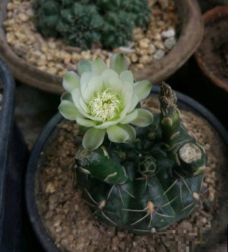 这几种花被称为开花机器，好养活，养在花盆里分分钟爆盆！