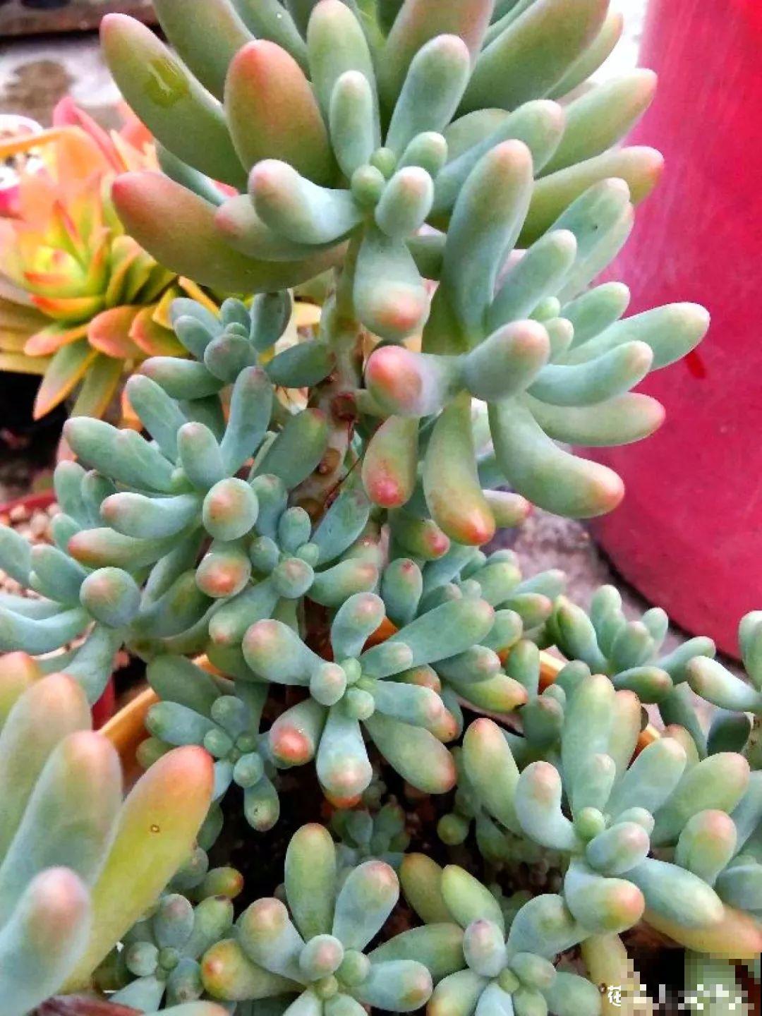 这花赶紧摘叶子，掐光后别浇水，立马又冒10个芽！
