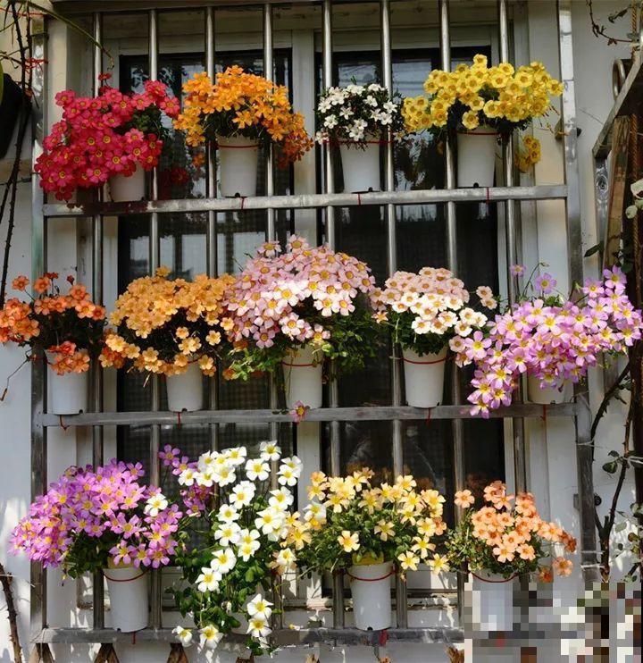 防盗窗上养这花，1个月开成花海，邻居都看花眼！
