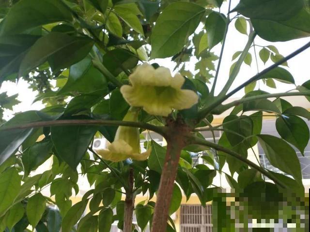 养10年才开花，这花脾气可真大，赶紧多喂大补肥！
