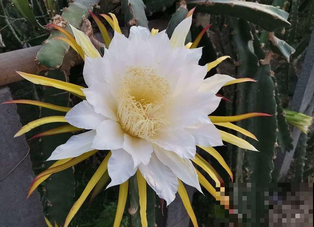 这花就得旱着养，盆越浅，水越少，开花越旺盛