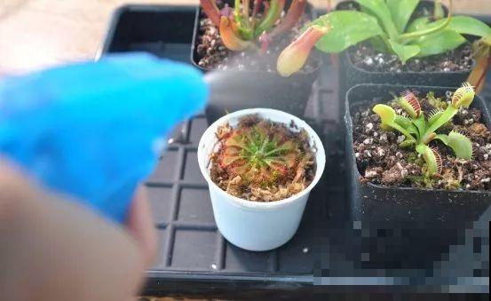 这5种重口味的花，自己就能“找食吃”，最适合秋冬养！