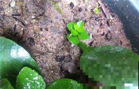 长寿花叶子摘一摘，一周就生根，跟绿萝一样省心！