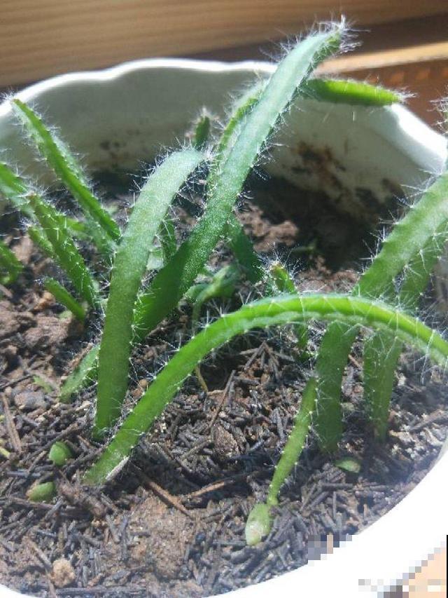 这花就得旱着养，盆越浅，水越少，开花越旺盛
