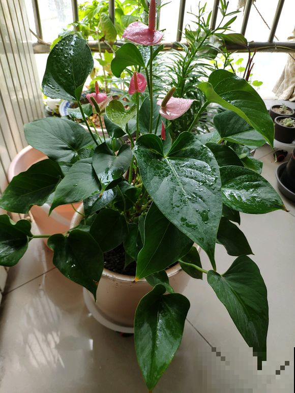 红掌窜出来的新叶，剪下来扔水里，一周生根，又白赚了一盆！